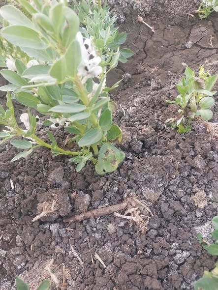 الفول ضعيف اي الحل